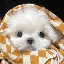 Mulan Jameela avatar